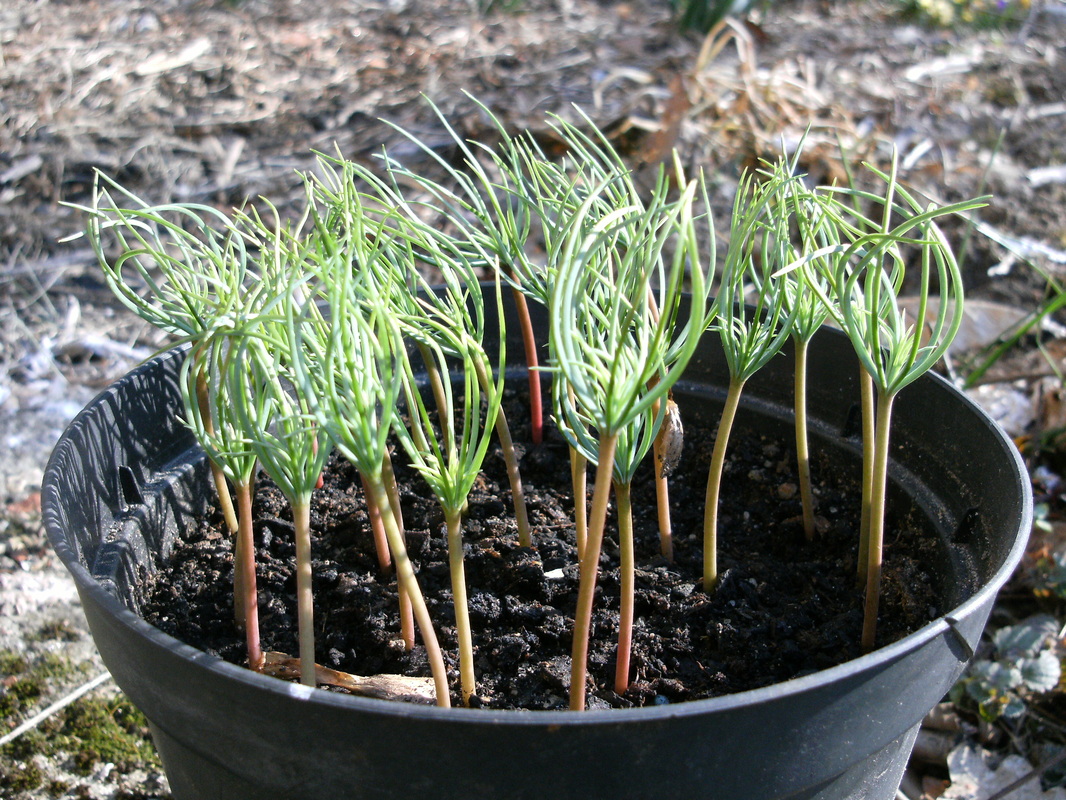 Cedrus deodara seedlings at 5 weeks old