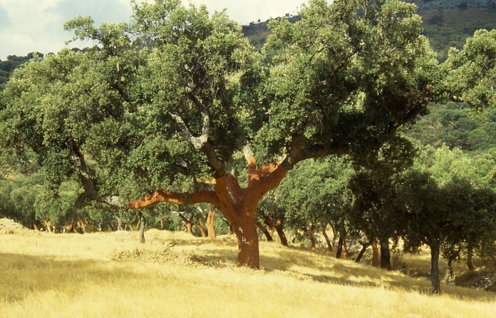 Cork Oak (quercus suber)