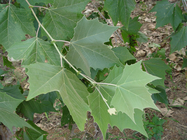 Potted Seedling Platanus occidentalis American Sycamore 