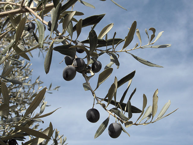 - LARGE PACKET Olive Tree RP Seeds Olea europea 100 seeds