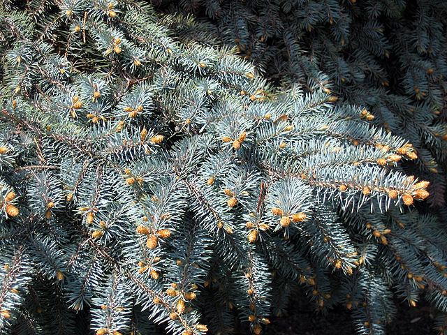 Colorado Blue Spruce Picea Pungens Glauca Container Grown Plug Plants 