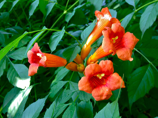 trumpet vine creeper campsis ground cover radicans plant vines orange flower used climbing honeysuckle read