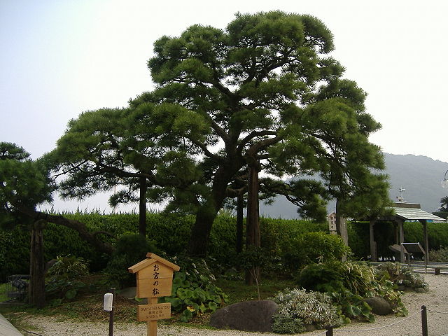 Pinus Thunbergii Japanese Black Pine Tree Seeds Combine Shipping Bonsai 