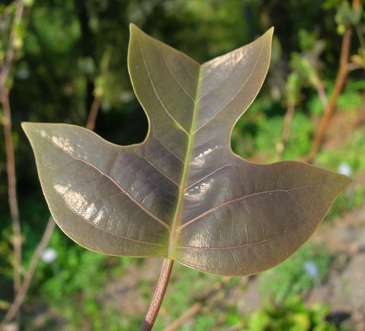 Chinese Tulip Tree Semente 30 PCS Plants Liriodendron Chinensis Home Garden Seed 