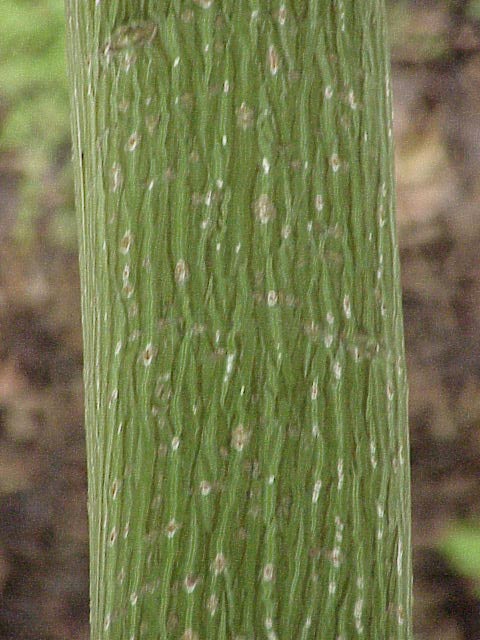 101 Graines Erable tronqué 'Acer truncatum Bunge' tree seeds 