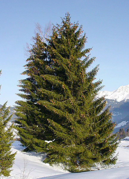 Picea Abies Norway Spruce Tree Fresh 20 Seeds 