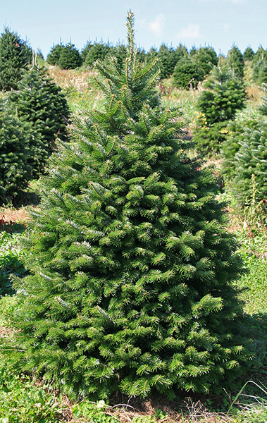 Nordmann Fir Christmas Tree Plug Plants Nordman Fir