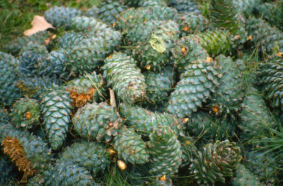 Armand pine 10 seeds Pinus armandii