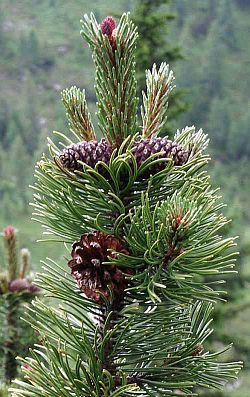 pine mugho pine Mugo Pine mountain 100% Naturel 25+ seeds Muga 