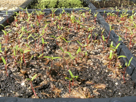 London Plane seedlings (platanus acerifolia)