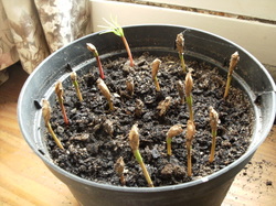 seedlings cedrus tree seed deodara germinating