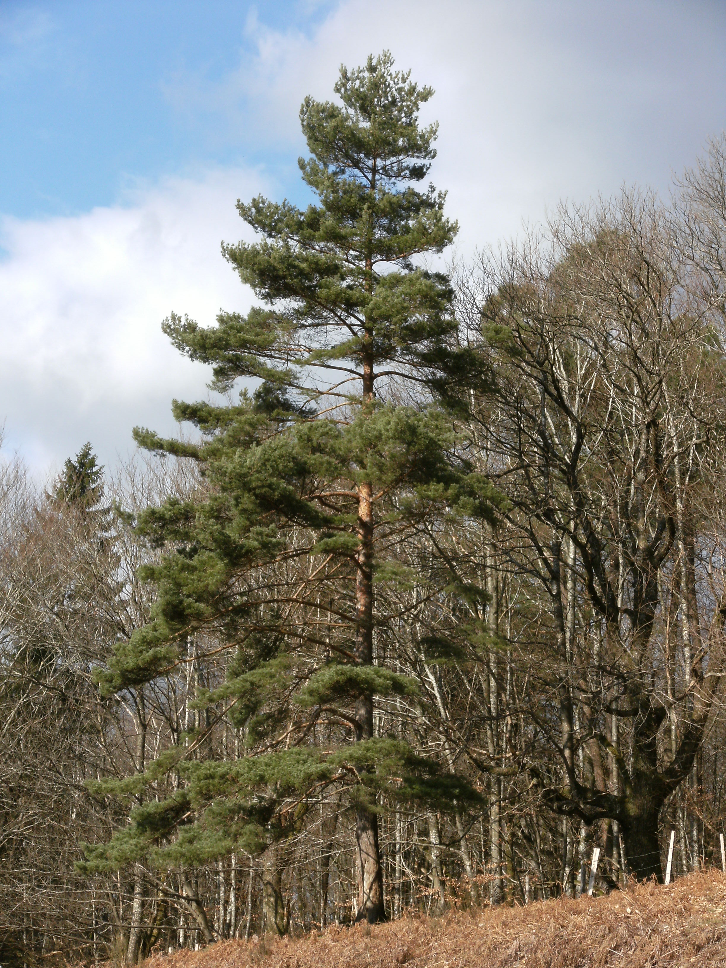 100 seed pin Scotch Fir Pinus sylvestris Scots pine Scotch Pine 