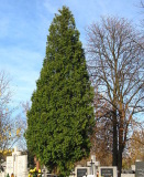 Northern White Cedar (thuja occidentalis)