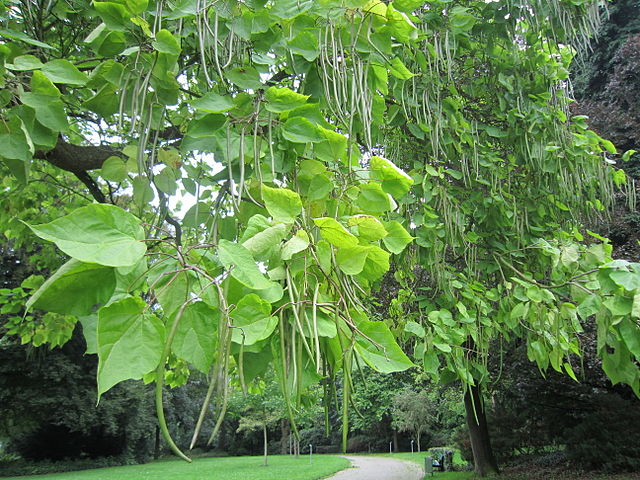 Indian Bean Tree (catalpa bignonioides)