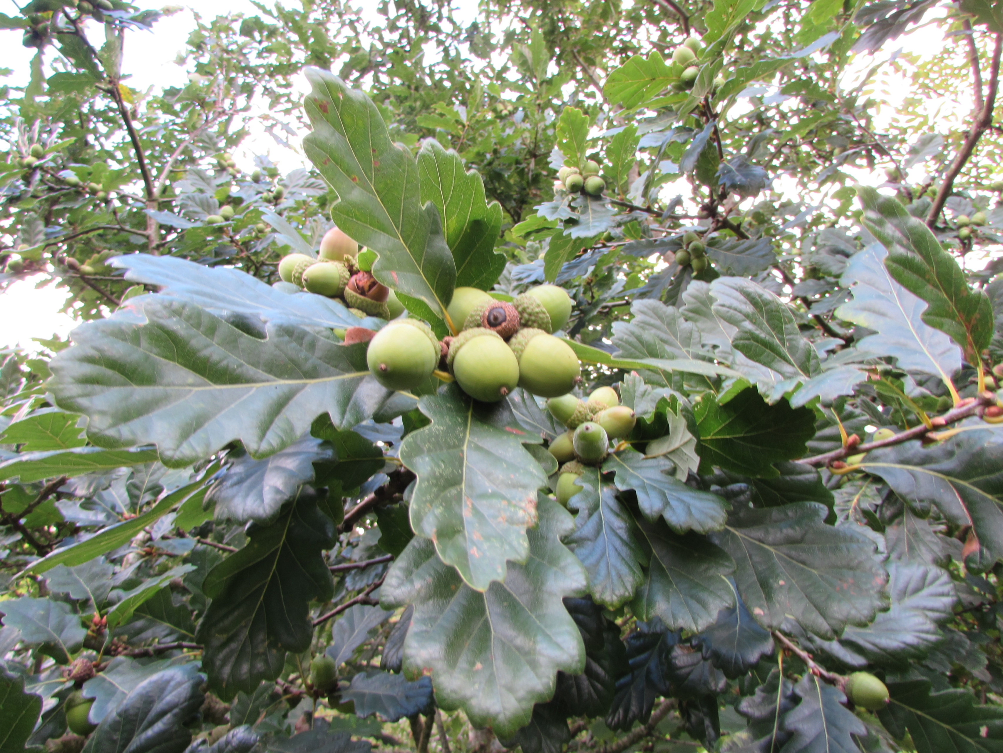 Sessile Oak (quercus petraea)